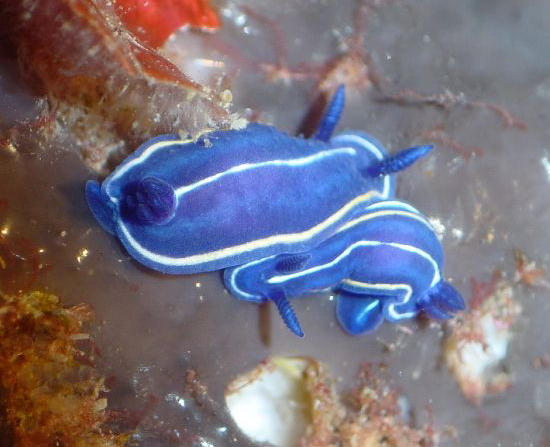 Hypselodoris orsinii